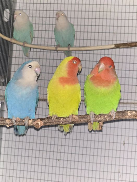 Agapornis Roseicollis Longfeathers