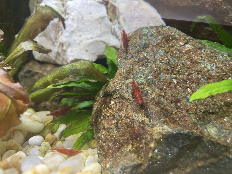 Plantas, troncos, peixes e camarões