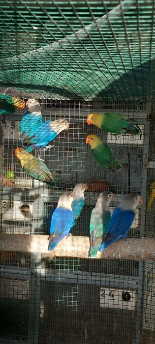 Vários Agapornis fischers