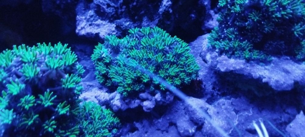 Akwarium morskie roślinki