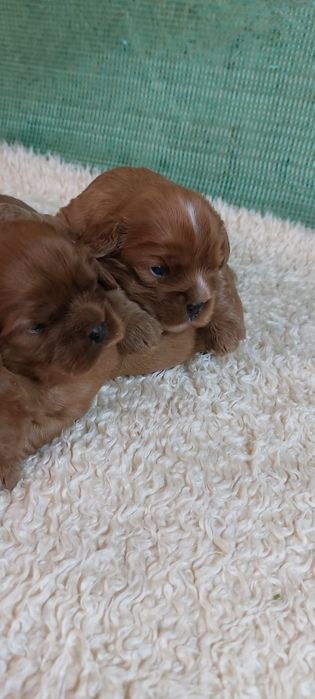Cavalier king charles spaniel