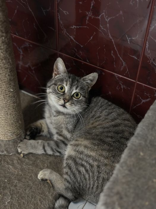 Кішка Наомі шукає новий дім