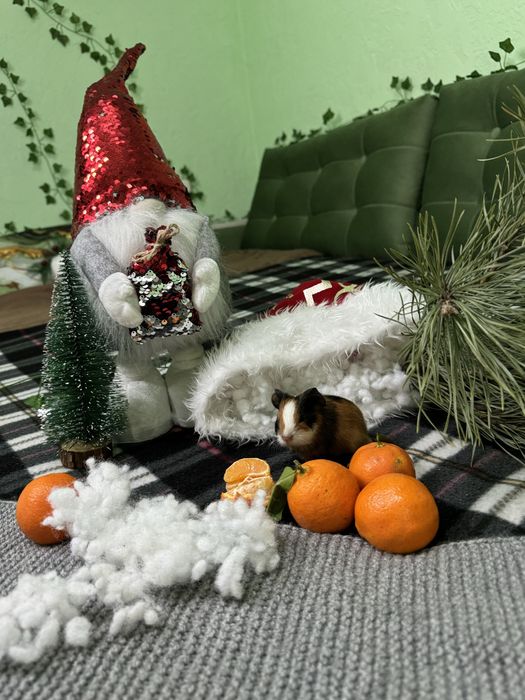 Продаю морські свинки
