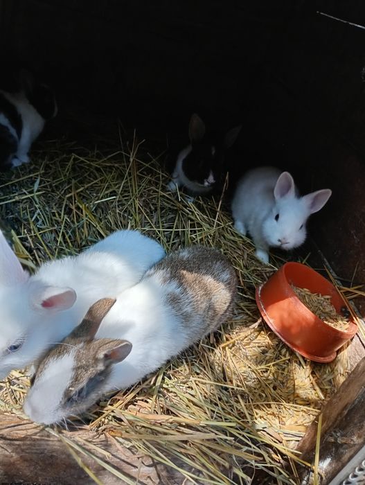 Króliki duże/miniaturki