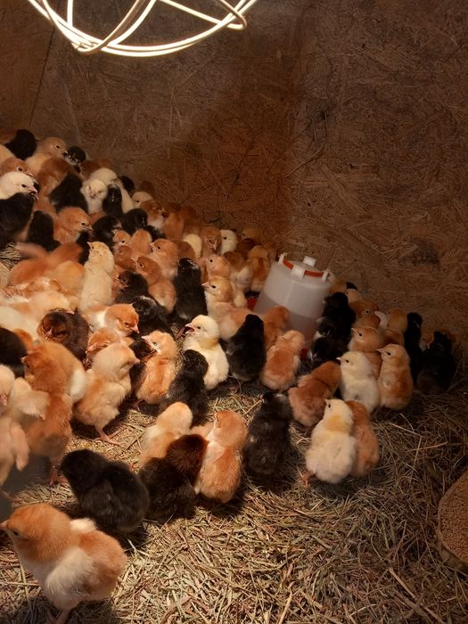 Kurczaki kury Rosa nioska