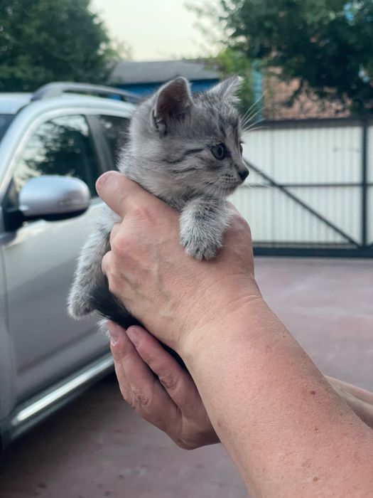 Котенята британські