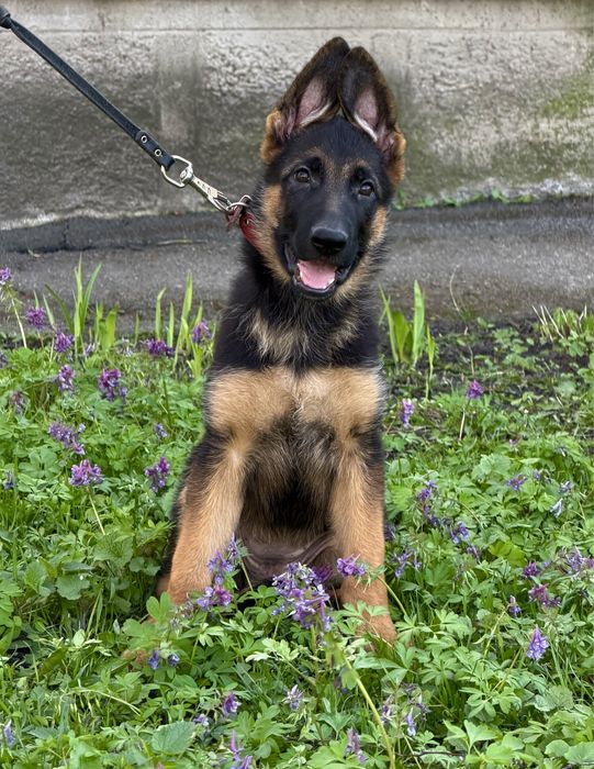 Племене  цуценя німецькоі вівчарки