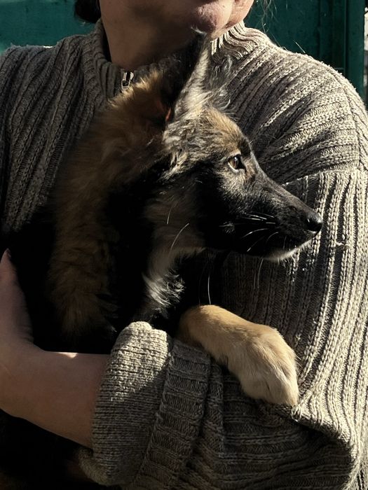 Щенок 3 месяца девочка