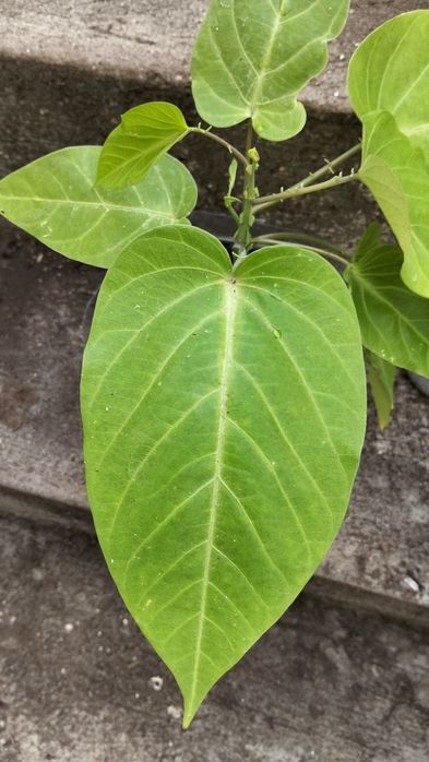 Muda de maracujá Granadilha 70cm