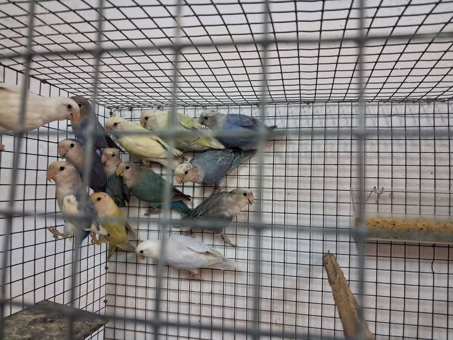 Vendo Roseicollis