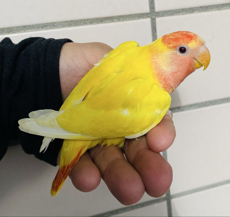 Agapornis domesticado