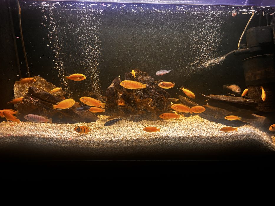 Oddam rybki za darmo