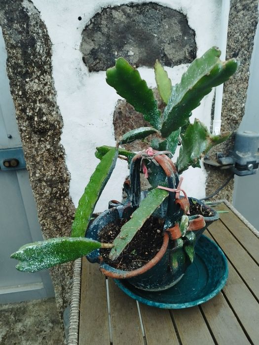 Pitaya em vaso em formato de bonsai