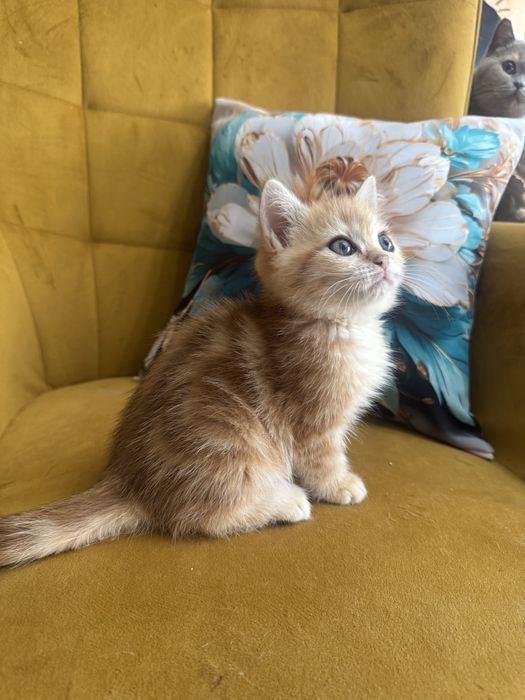 Kocur Brytyjski tabby Fpl