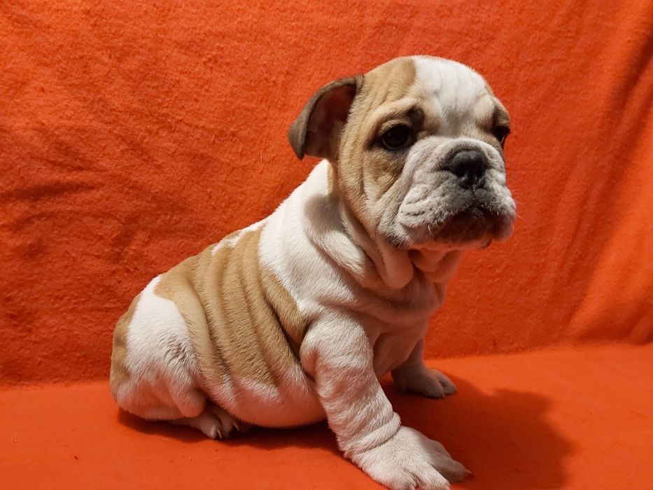 Bulldog Inglês magnífico