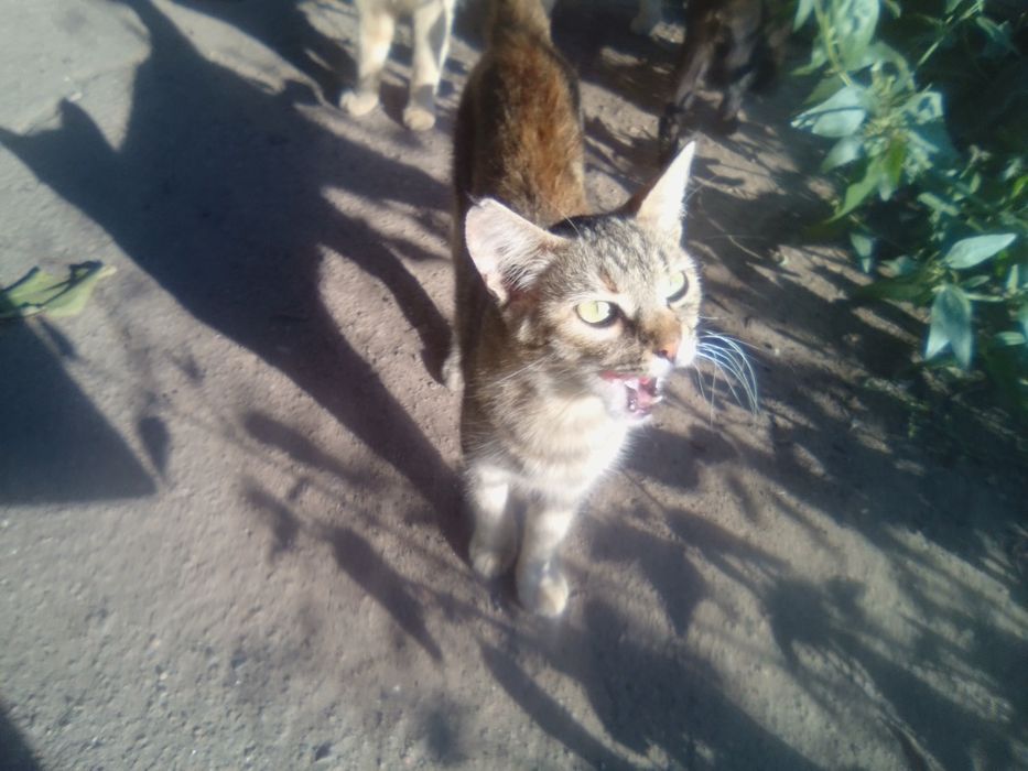 Пропала Кішка місто Дружківка винагорода за знаходження