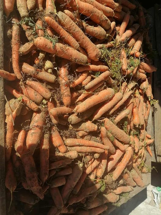 Marchew odpadowa 20kilo 20zl wysyłka InPost