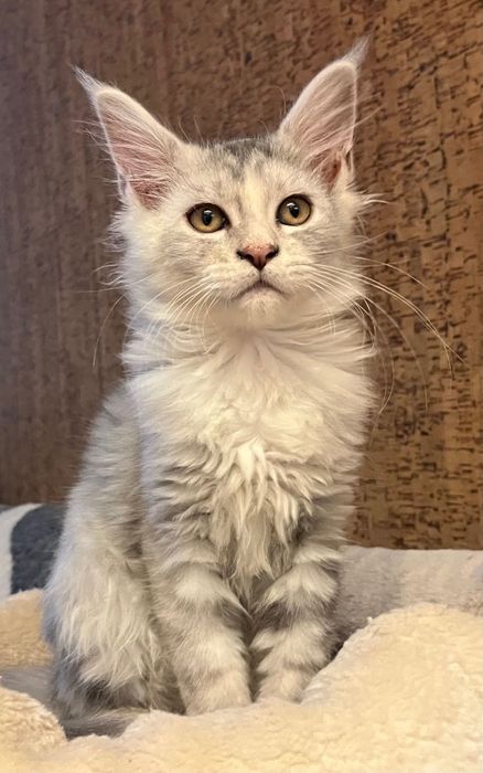 Magiczna koteczka Maine Coon SREBRZYSTA SZYLKRETKA