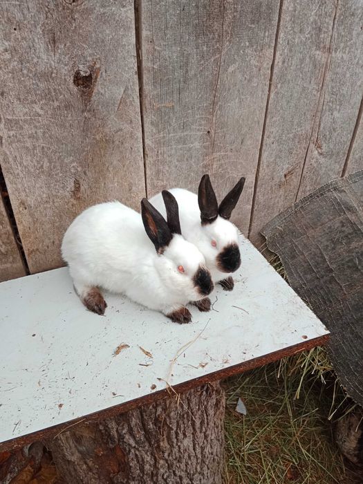Kalforniskie samicę i samiczki