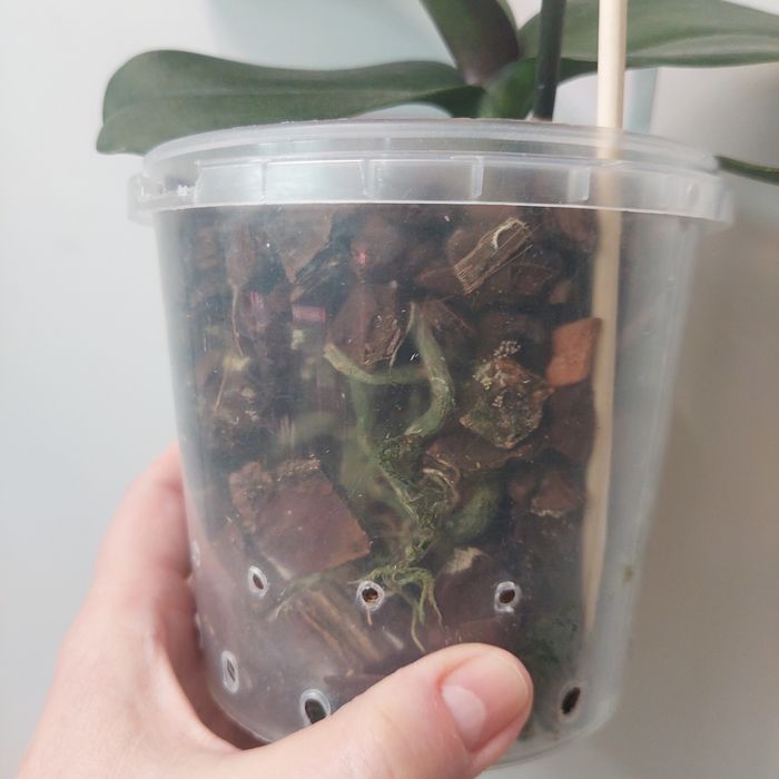 Орхідея фаленопсіс phal. Summer Breath