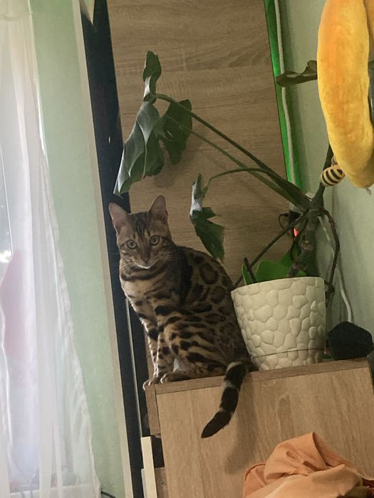 Вʼязка, Бенгальский кіт шукає невістку