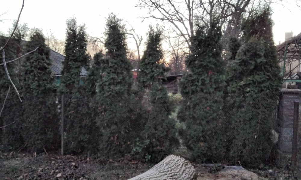 Туї дорослі самовивіз