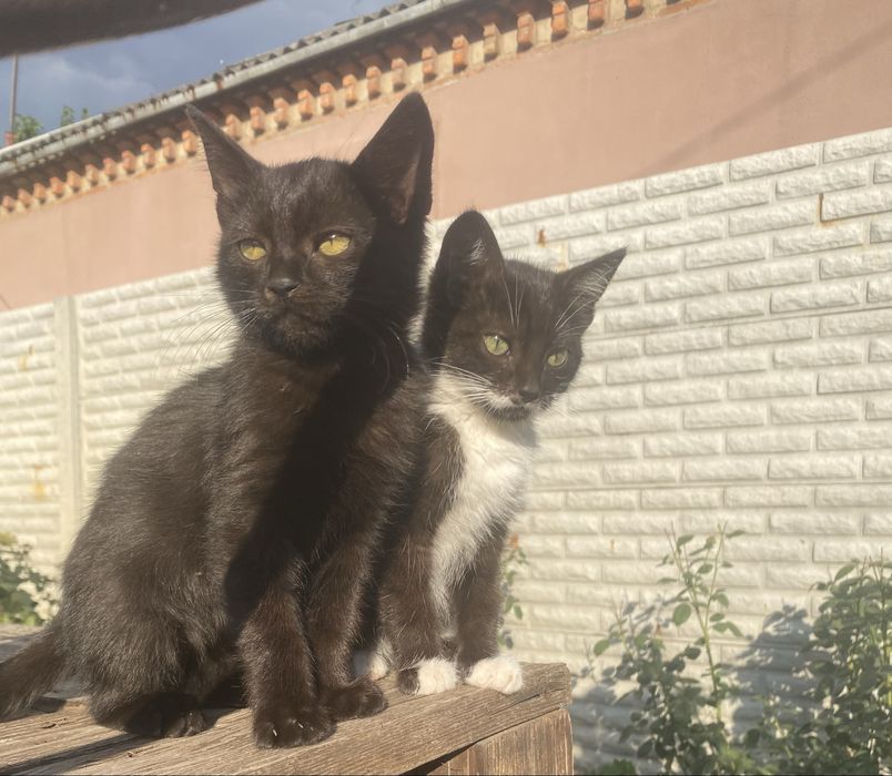 Кошенята в добрі руки