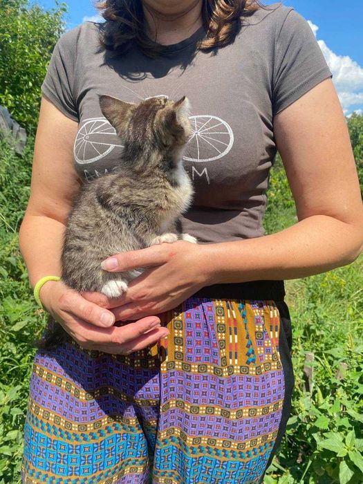 Віддам в добрі руки чотири котика