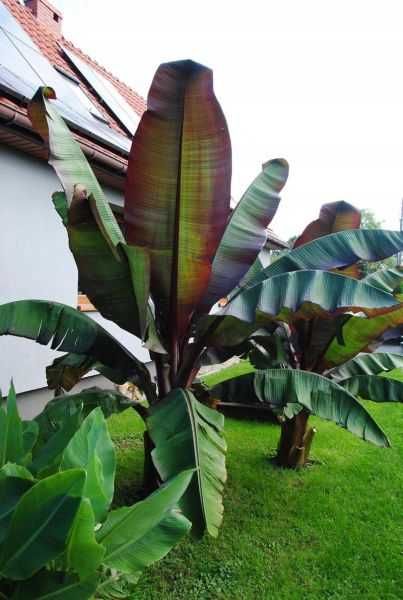 Banan abisyński ensete ventricosum Maurelii, duże okazy!