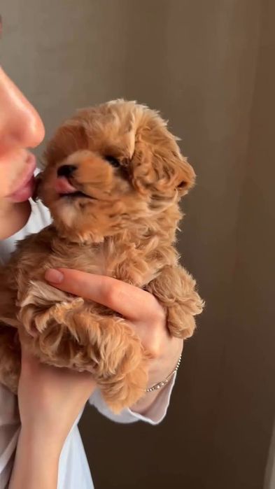 Шикарні малюки мальтипу.