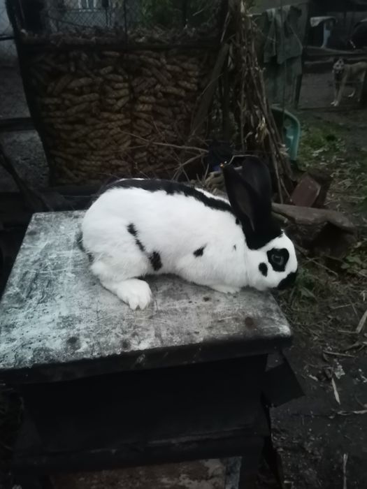 Кріль кролик строкач