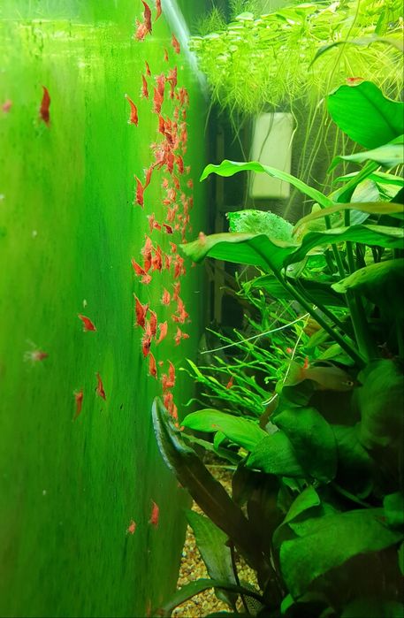 Креветка вишня (Neocaridina davidi var. red)