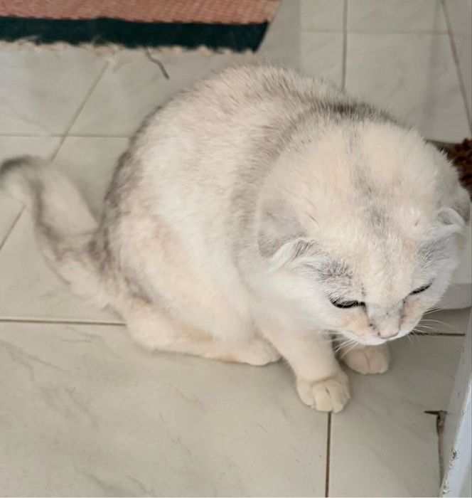 Gatinho Scottish Fold (5 meses) Cor Rara