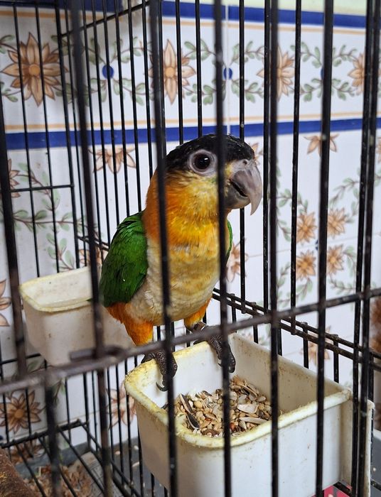 Marianinhas cabeça preta