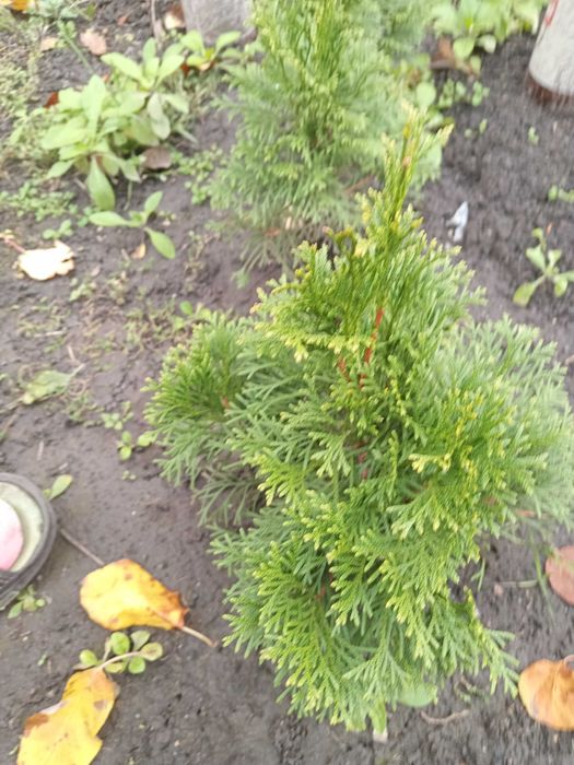 Ель Канадская, Туя, Плющ вечно зеленый, морозостойкий. Саженцы