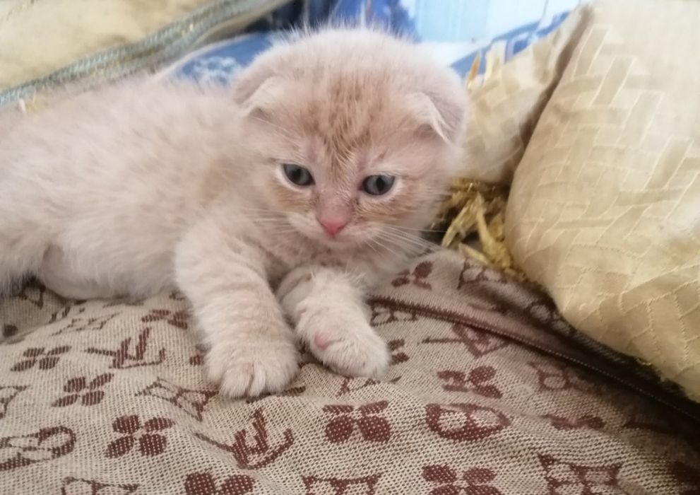 Scottish fold.скоттиш фолд и скоттиш страйт.котята