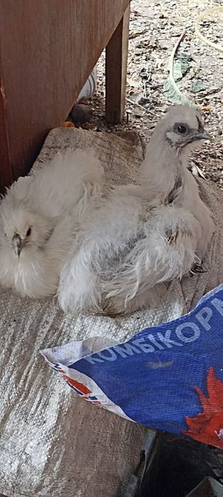 Продам молодих пухових курей