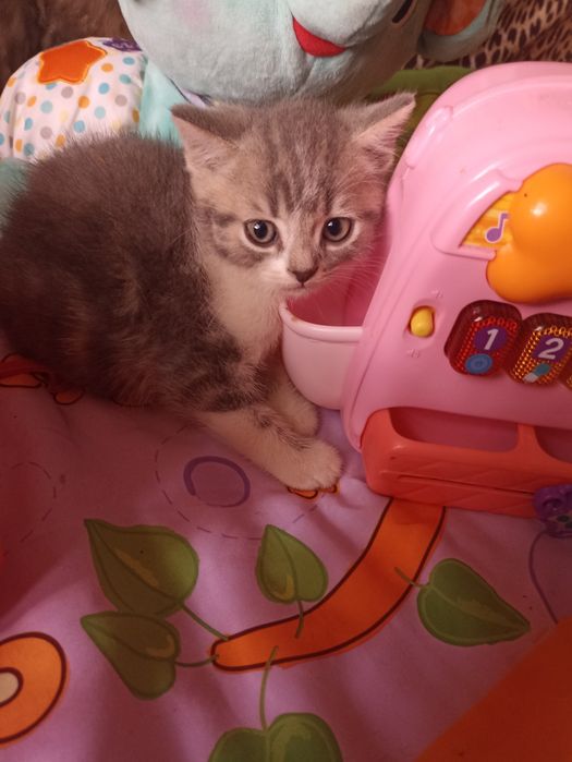 Шотландські кошенята