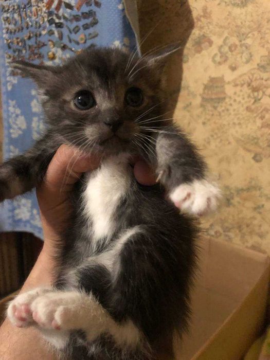 котята ищут дом и родителей