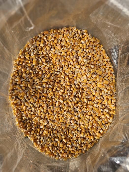 Milho Graúdo RM Agro - Colheita 2025