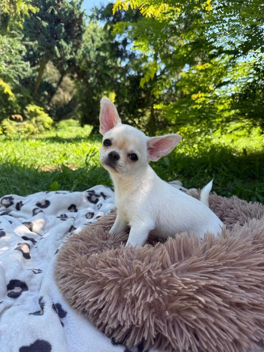 CHLOE chihuahua,dziewczynka krótkowłosa, prawdziwy rodowód FCI ZKwP
