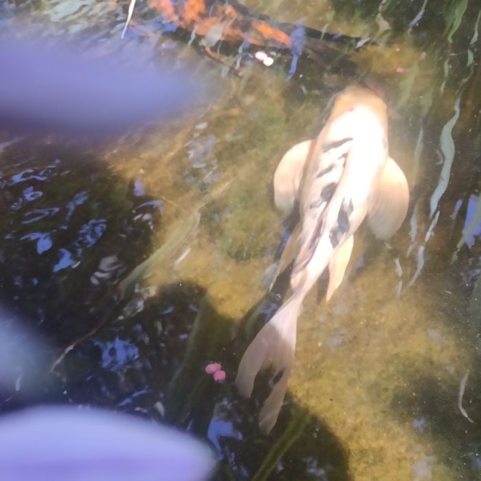 Рыбы.Карпы КОИ, из своего водоёма