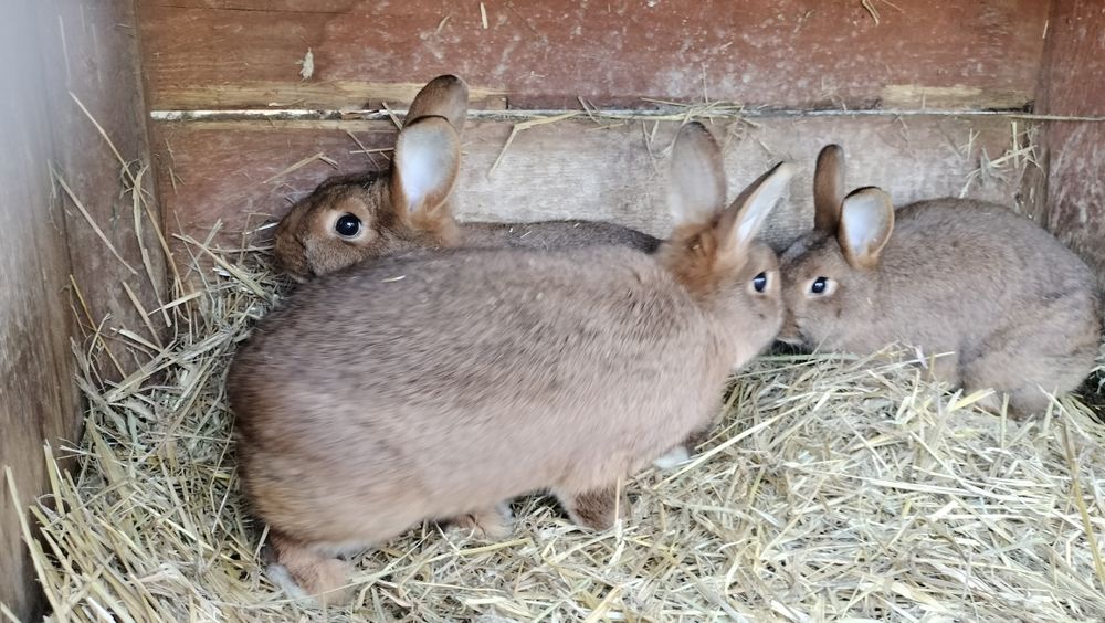 Króliki samice młode