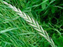 Насіння Люцерни,Конюшини,Райграсу.Семена Клевера