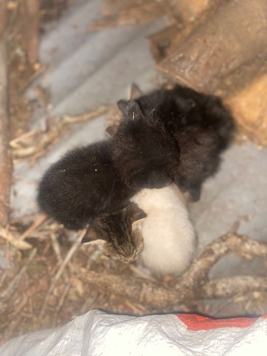 5 Gatos para adoção 2 meses