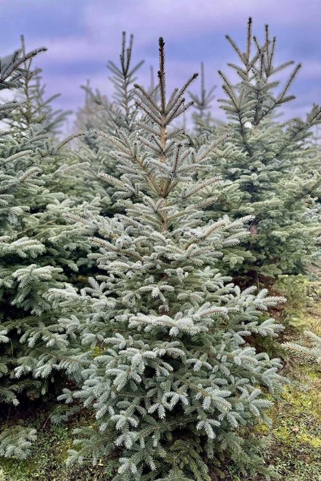 Świeże choinki bożonarodzeniowe - z dostawą do drzwi - Łódź