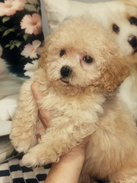 Mała suczka Maltipoo