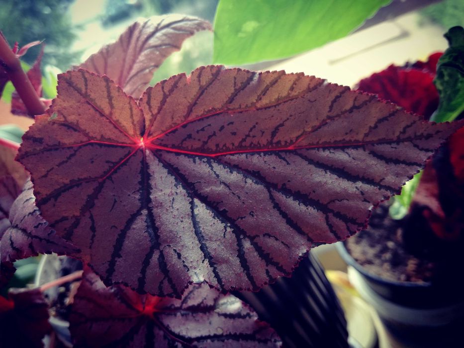 Begonia NoID ( Tingley Mallet ?) pink violet gwiezdna jak różowe UFO nie monstera variegata i philodendron
