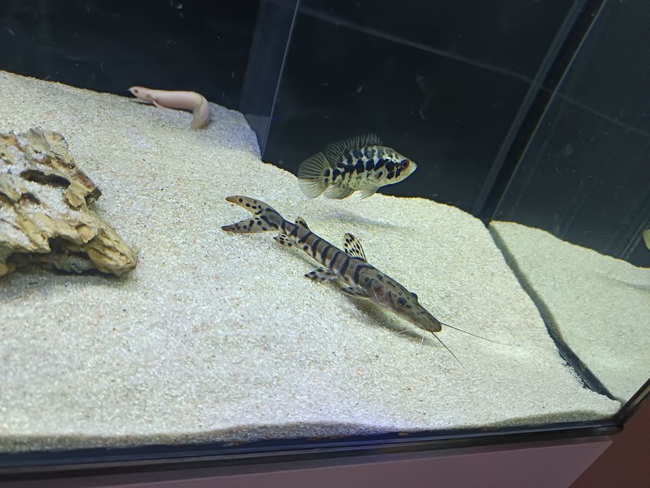 Peixe ciclidio Jaguar (9cm)
