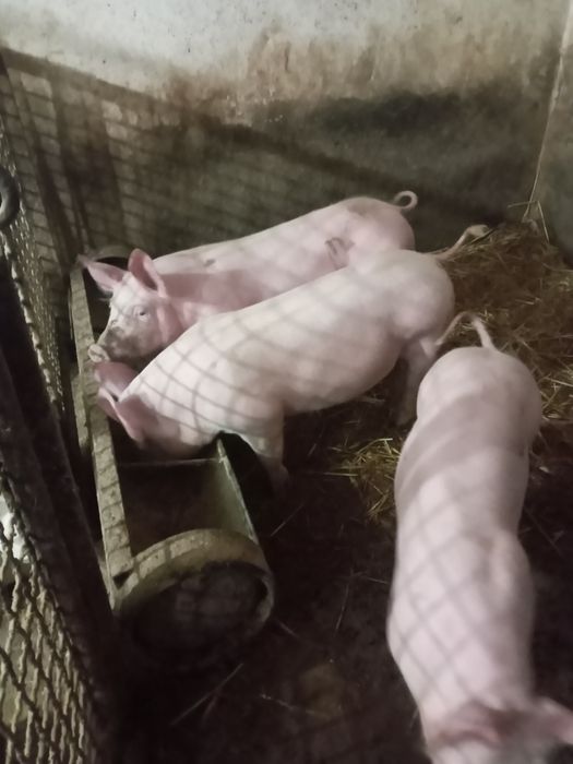 Поросята на плем'я.Льошки на свиноматки. Ремонтні льошки Ф1.